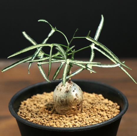 Pachypodium gracilius — SATURDAYS Succulents